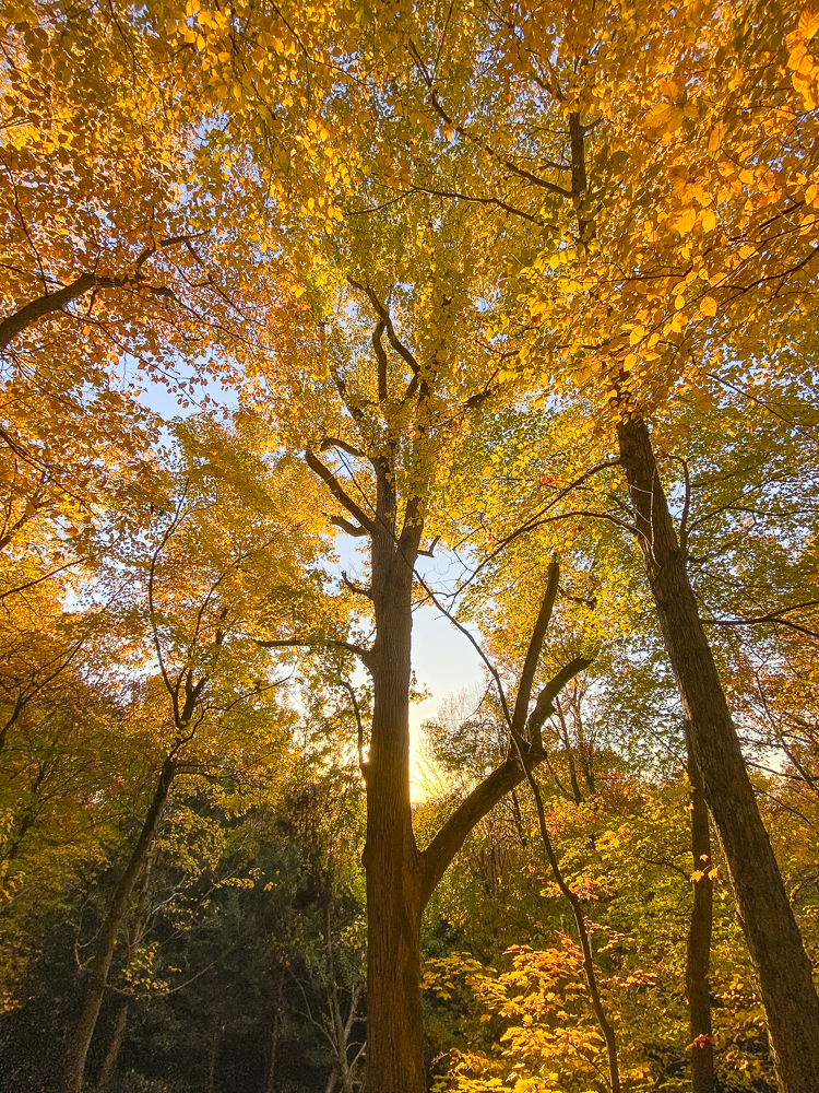 Ledges Trail in fall